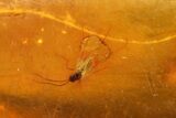 Three Fossil Flies (Diptera) In Baltic Amber #170082-2